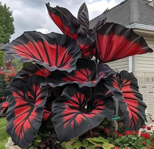 🌈 Giant Caladium Bulbs 🎊The color wizard that creates a dream garden 🌿✨