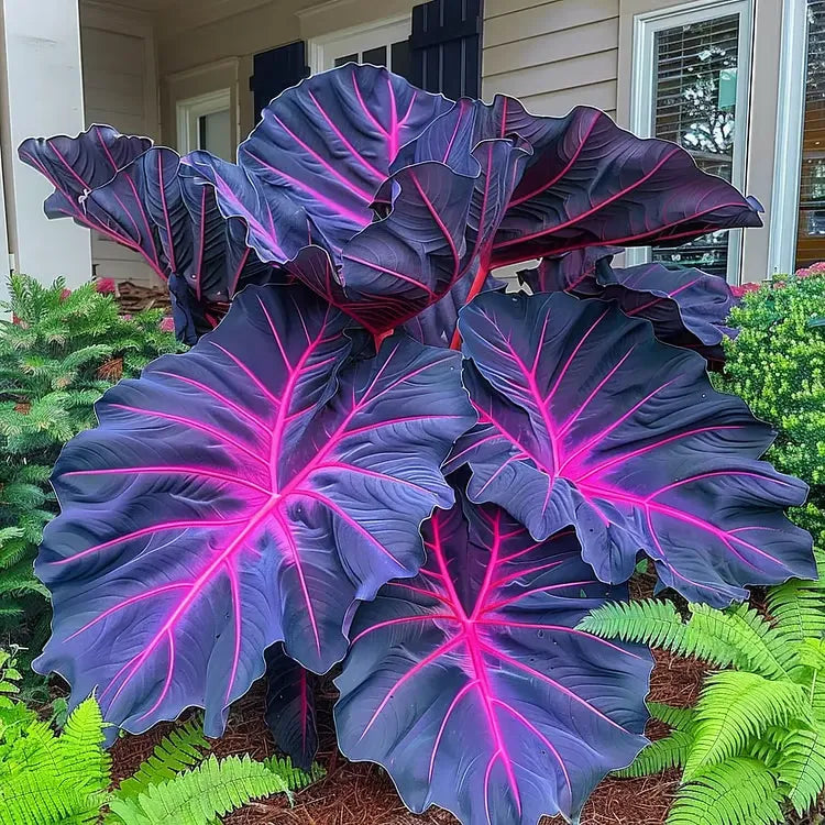 🌈 Giant Caladium Bulbs 🎊The color wizard that creates a dream garden 🌿✨