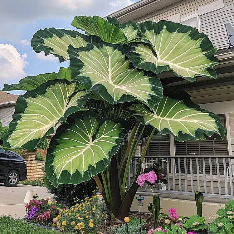 🌈 Giant Caladium Bulbs 🎊The color wizard that creates a dream garden 🌿✨
