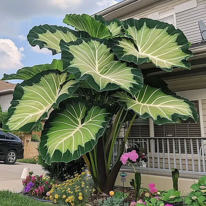 🌈 Giant Caladium Bulbs 🎊The color wizard that creates a dream garden 🌿✨