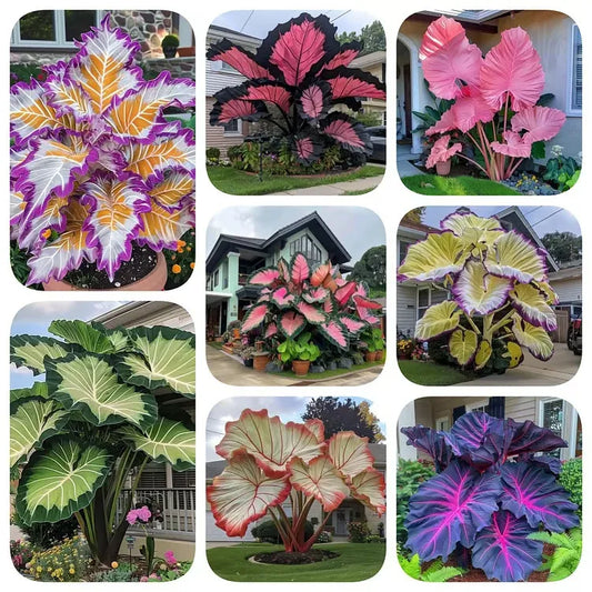 🌈 Giant Caladium Bulbs 🎊The color wizard that creates a dream garden 🌿✨